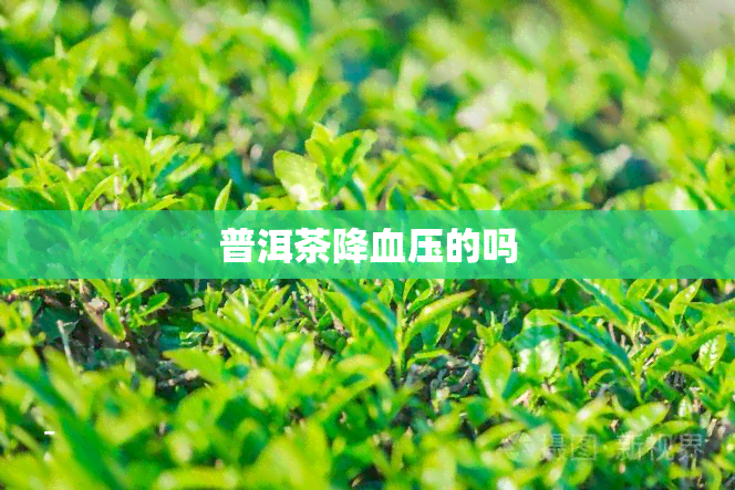 普洱茶降血压的吗