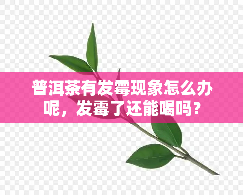 普洱茶有发霉现象怎么办呢，发霉了还能喝吗？