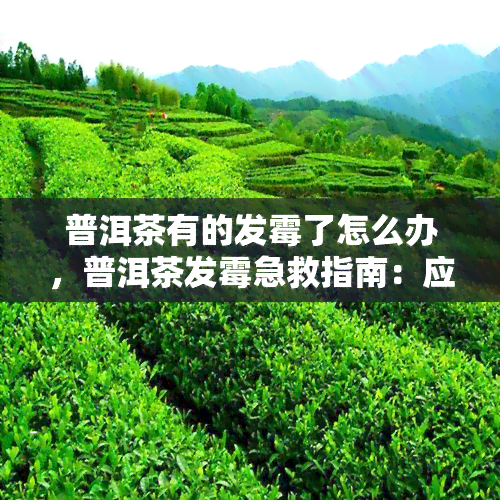 普洱茶有的发霉了怎么办，普洱茶发霉急救指南：应对方法一览