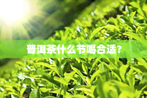 普洱茶什么节喝合适？