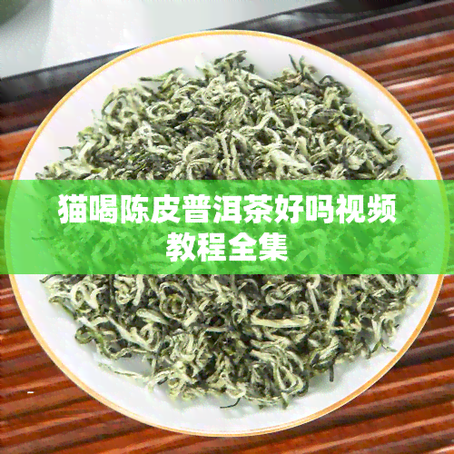 猫喝陈皮普洱茶好吗视频教程全集