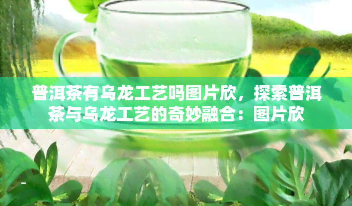 普洱茶有乌龙工艺吗图片欣，探索普洱茶与乌龙工艺的奇妙融合：图片欣