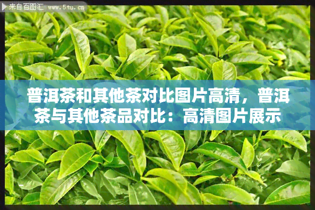 普洱茶和其他茶对比图片高清，普洱茶与其他茶品对比：高清图片展示