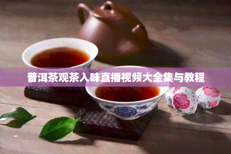 普洱茶观茶入味直播视频大全集与教程