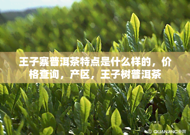 王子寨普洱茶特点是什么样的，价格查询，产区，王子树普洱茶