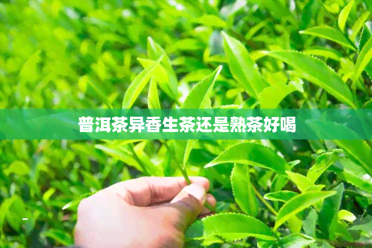 普洱茶异香生茶还是熟茶好喝