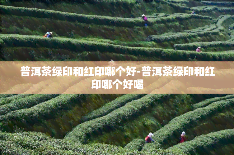 普洱茶绿印和红印哪个好-普洱茶绿印和红印哪个好喝