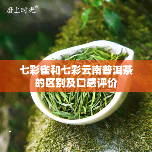 七彩雀和七彩云南普洱茶的区别及口感评价