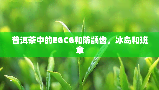 普洱茶中的EGCG和防龋齿，冰岛和班章