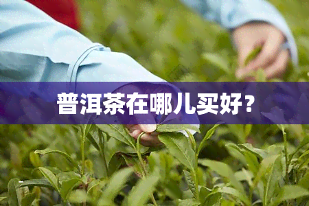 普洱茶在哪儿买好？