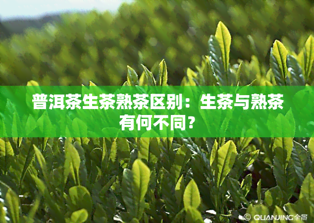 普洱茶生茶熟茶区别：生茶与熟茶有何不同？