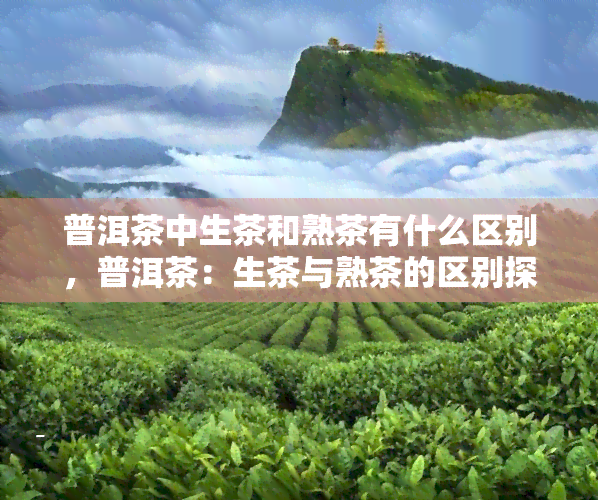 普洱茶中生茶和熟茶有什么区别，普洱茶：生茶与熟茶的区别探究