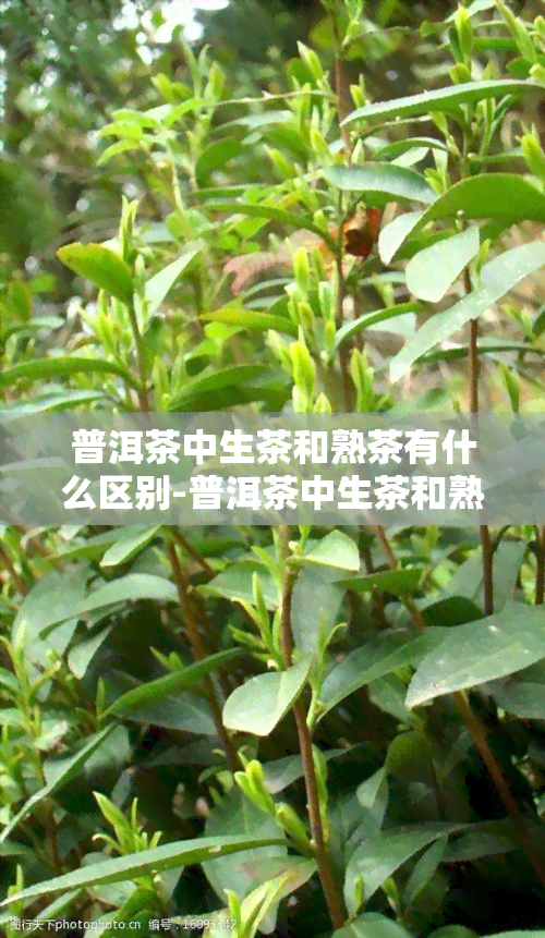 普洱茶中生茶和熟茶有什么区别-普洱茶中生茶和熟茶有什么区别呢