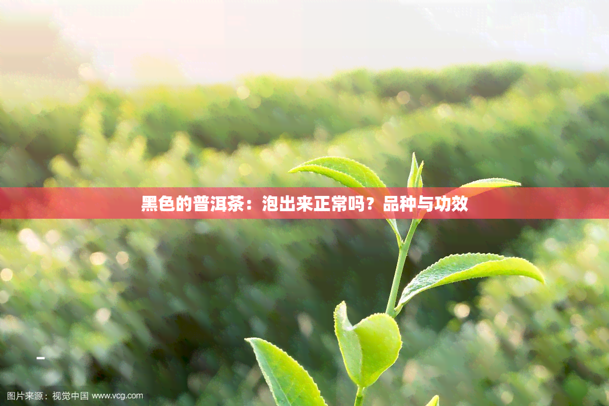 黑色的普洱茶：泡出来正常吗？品种与功效