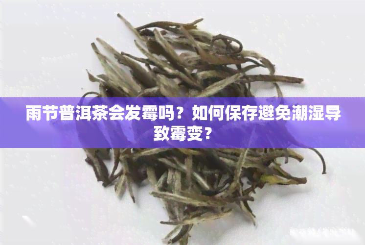 雨节普洱茶会发霉吗？如何保存避免潮湿导致霉变？