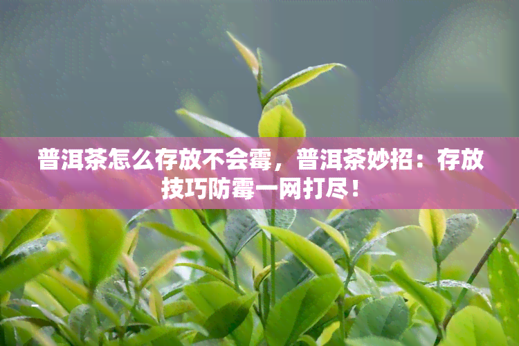 普洱茶怎么存放不会霉，普洱茶妙招：存放技巧防霉一网打尽！