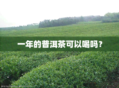 一年的普洱茶可以喝吗？