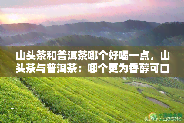 山头茶和普洱茶哪个好喝一点，山头茶与普洱茶：哪个更为香醇可口？