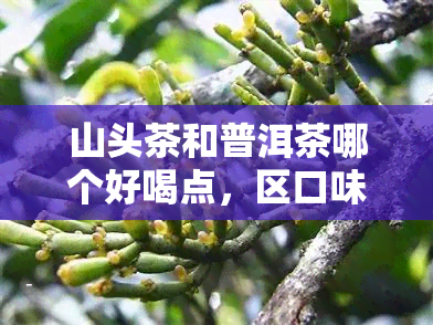 山头茶和普洱茶哪个好喝点，区口味有什么不同