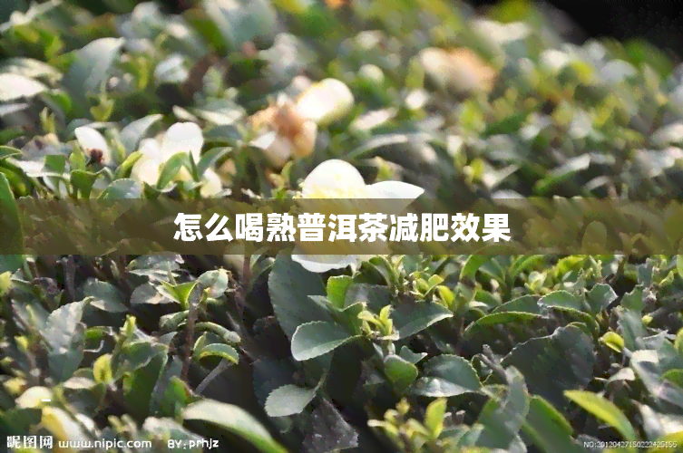 怎么喝熟普洱茶减肥效果