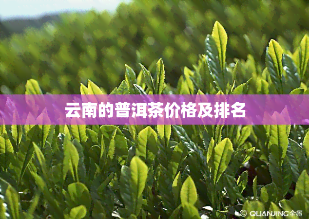 云南的普洱茶价格及排名