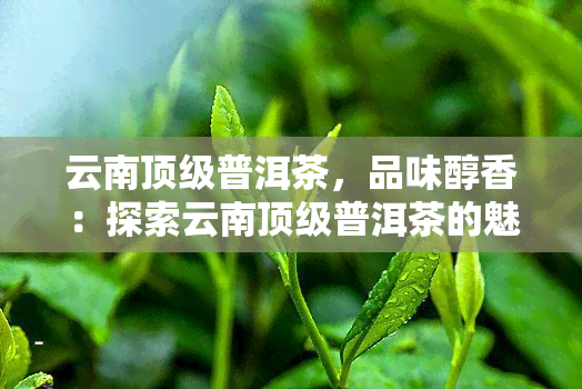 云南顶级普洱茶，品味醇香：探索云南顶级普洱茶的魅力