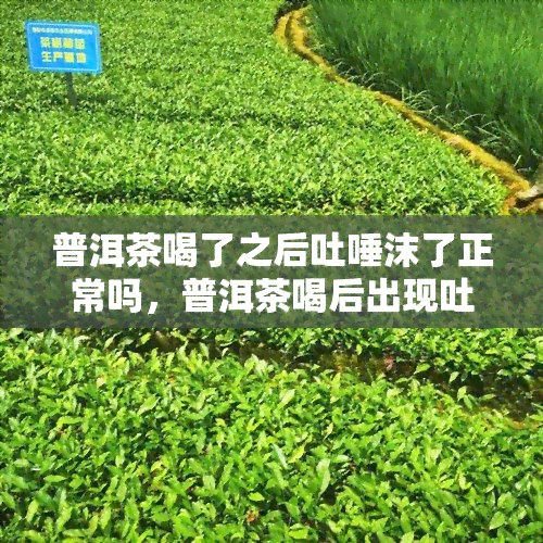 普洱茶喝了之后吐唾沫了正常吗，普洱茶喝后出现吐唾沫，正常吗？探究茶叶对口腔反应的影响