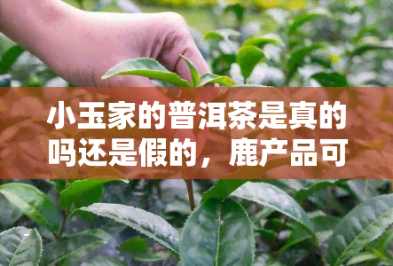 小玉家的普洱茶是真的吗还是假的，鹿产品可信吗？