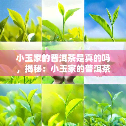 小玉家的普洱茶是真的吗，揭秘：小玉家的普洱茶真相大揭露！