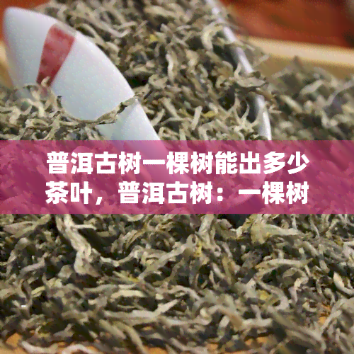 普洱古树一棵树能出多少茶叶，普洱古树：一棵树能产出多少茶叶？