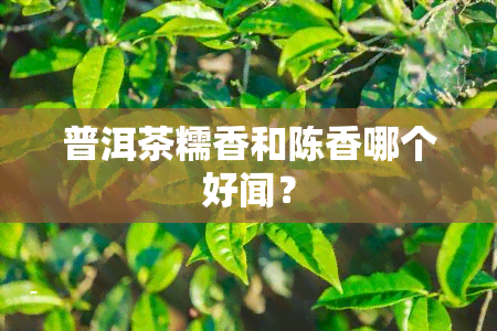 普洱茶糯香和陈香哪个好闻？