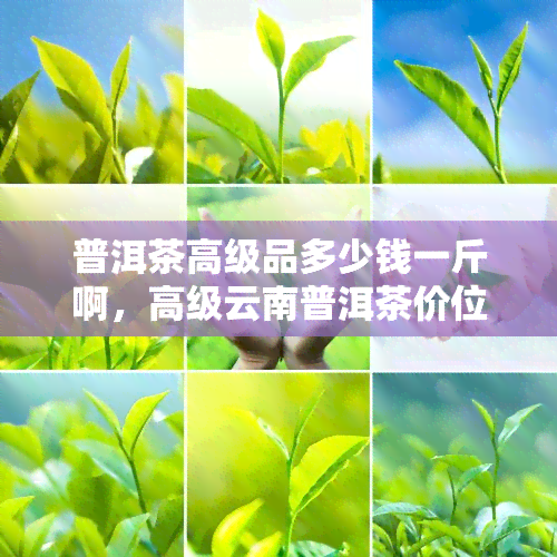 普洱茶高级品多少钱一斤啊，高级云南普洱茶价位