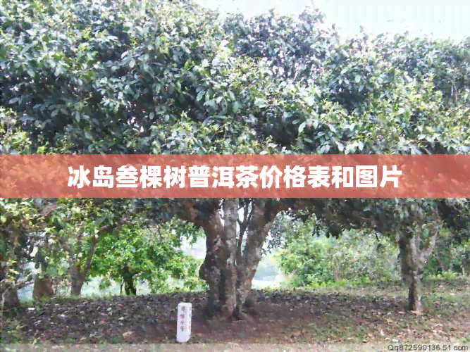 冰岛叁棵树普洱茶价格表和图片