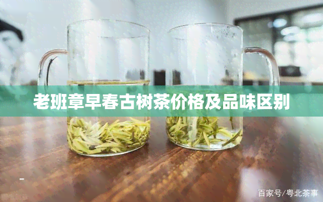 老班章早春古树茶价格及品味区别