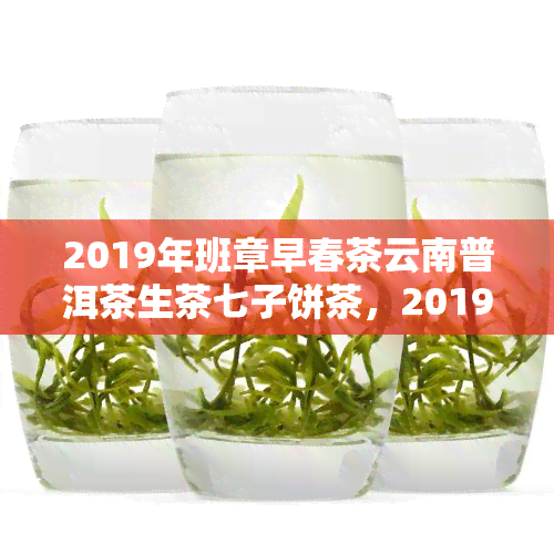 2019年班章早春茶云南普洱茶生茶七子饼茶，2019年班章早春茶：品鉴云南普洱茶生茶七子饼茶