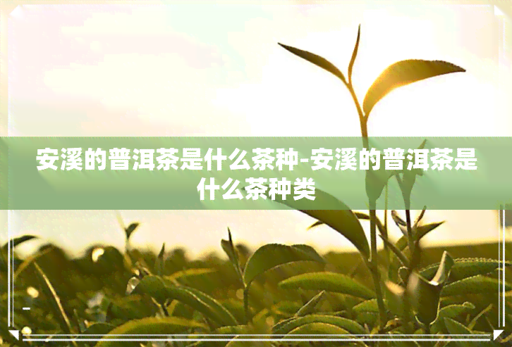 安溪的普洱茶是什么茶种-安溪的普洱茶是什么茶种类