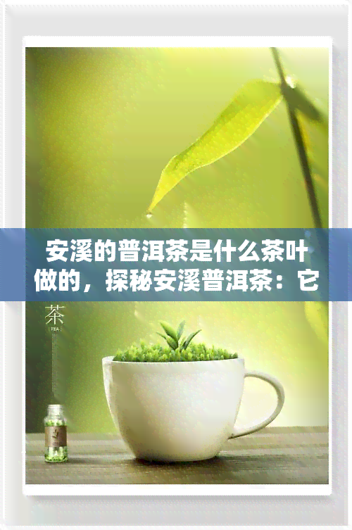 安溪的普洱茶是什么茶叶做的，探秘安溪普洱茶：它究竟是用何种茶叶制成的？