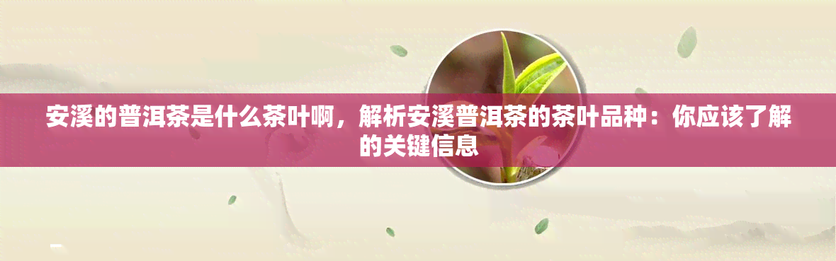 安溪的普洱茶是什么茶叶啊，解析安溪普洱茶的茶叶品种：你应该了解的关键信息