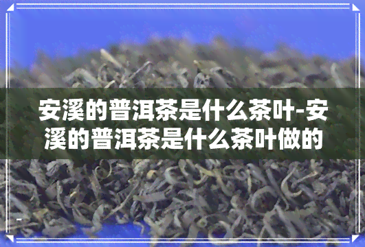 安溪的普洱茶是什么茶叶-安溪的普洱茶是什么茶叶做的