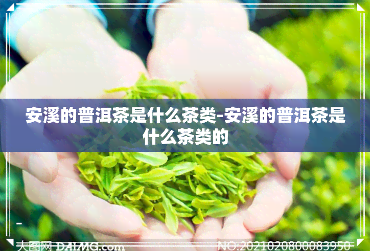 安溪的普洱茶是什么茶类-安溪的普洱茶是什么茶类的