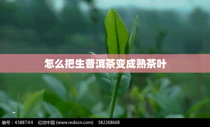 怎么把生普洱茶变成熟茶叶