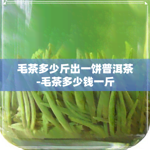 毛茶多少斤出一饼普洱茶-毛茶多少钱一斤