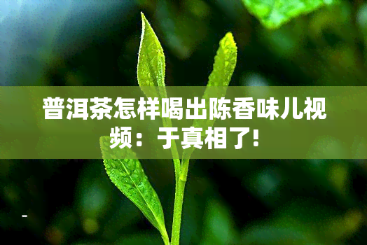 普洱茶怎样喝出陈香味儿视频：于真相了!