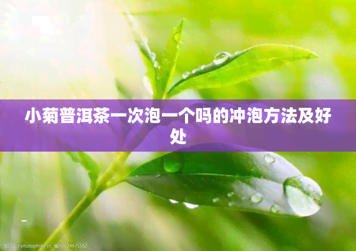 小菊普洱茶一次泡一个吗的冲泡方法及好处