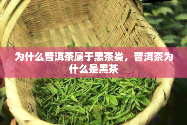 为什么普洱茶属于黑茶类，普洱茶为什么是黑茶