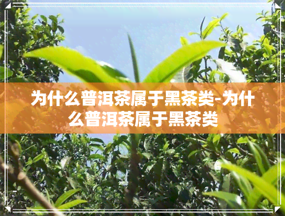 为什么普洱茶属于黑茶类-为什么普洱茶属于黑茶类