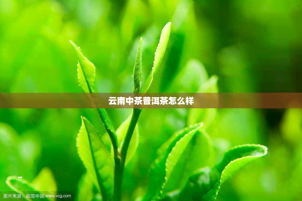 云南中茶普洱茶怎么样