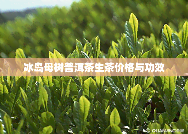 冰岛母树普洱茶生茶价格与功效