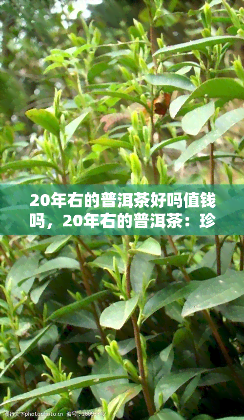 20年右的普洱茶好吗值钱吗，20年右的普洱茶：珍贵还是不值一提？