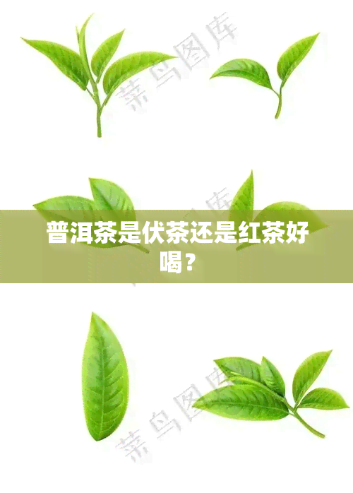 普洱茶是伏茶还是红茶好喝？